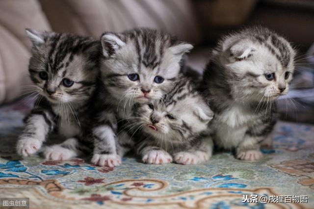 刚出生的小猫不吃奶怎么办(刚出生的小猫不吃奶一直睡)