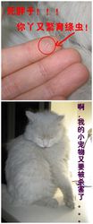 阻止猫进房间神器 防止猫爬床最有效的方法