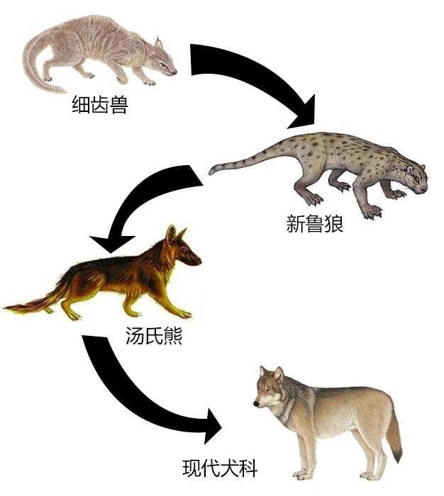 狮子是猫科还是犬科(狮子是猫科还是犬科动物)