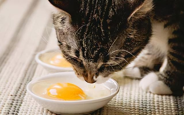 猫吃鸡胸肉的好处(猫吃鸡胸肉的好处有哪些)