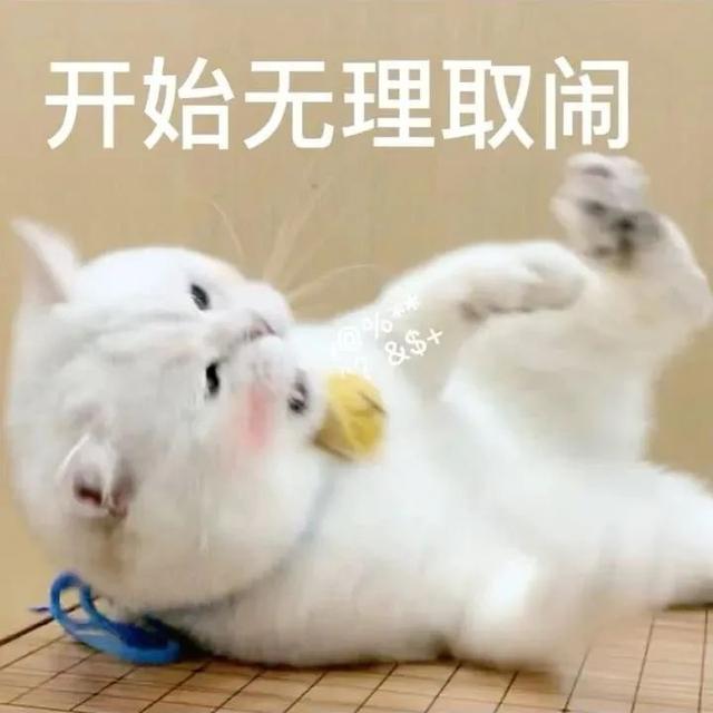 小猫表情包(小猫表情包沙雕)