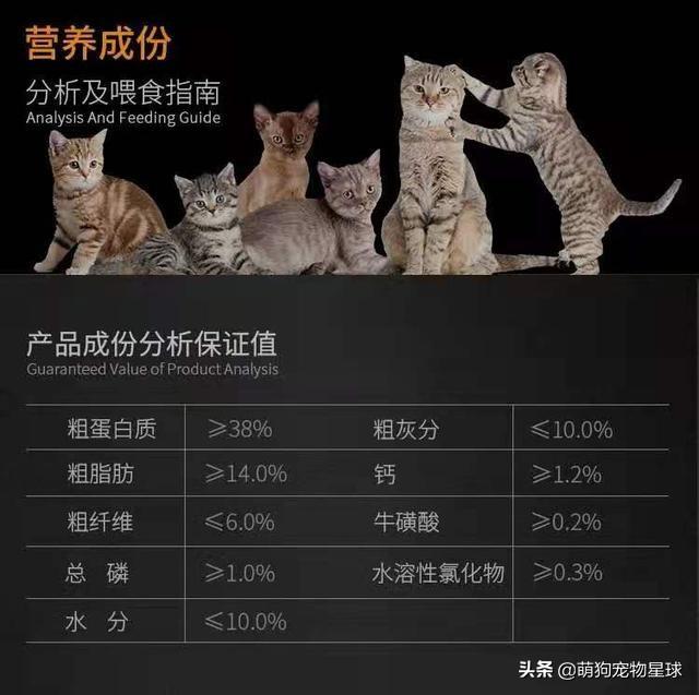 加菲猫吃什么牌子猫粮好(加菲猫吃什么牌子猫粮好一些)