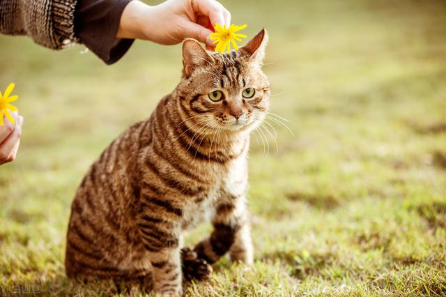 猫咪发腮吃什么最好(猫咪发腮吃啥好)