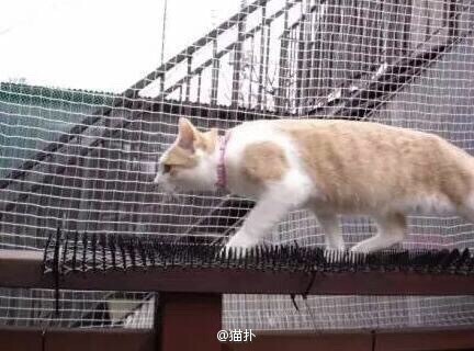 猫会卡刺么 猫跟刺