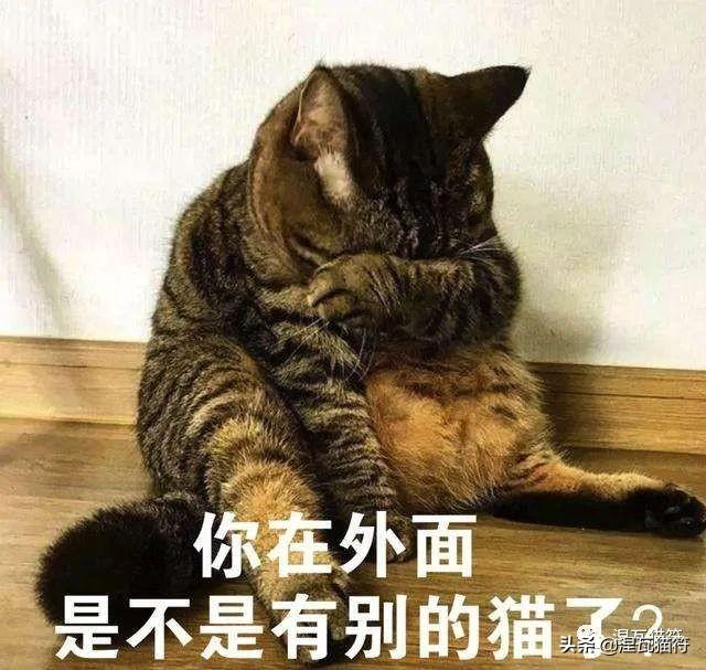 养一只猫一个月最少花多少钱(养一只猫一月要花多少钱)