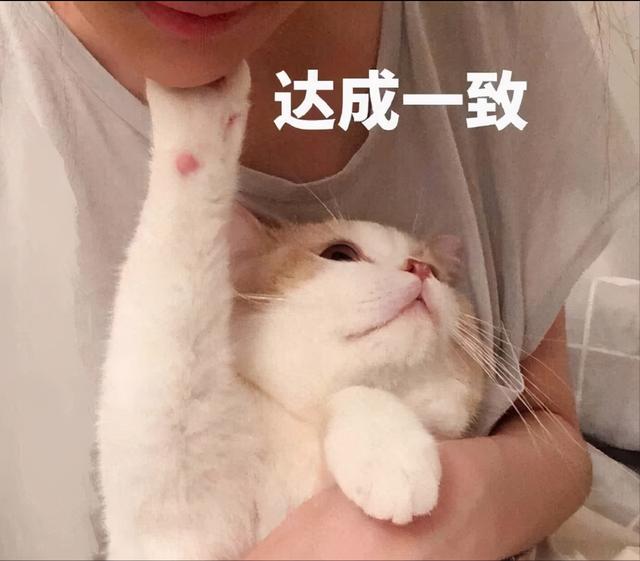 好听的猫咪名字100个(好听的猫咪名字100个男猫)