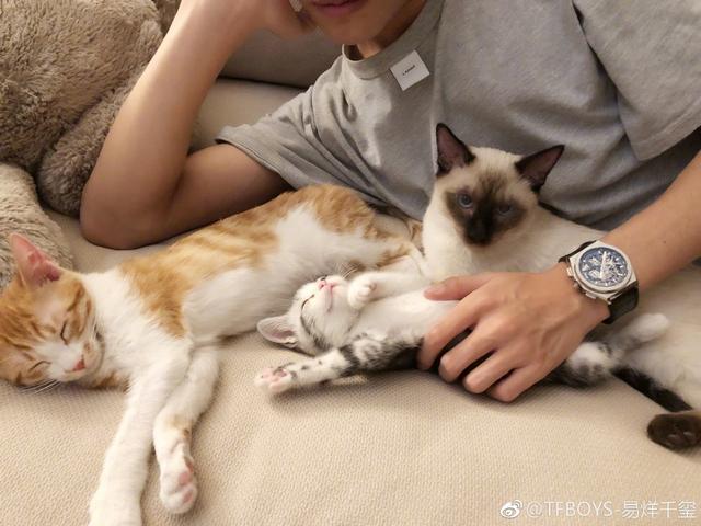 肖战的猫是什么品种(肖战家猫的品种)