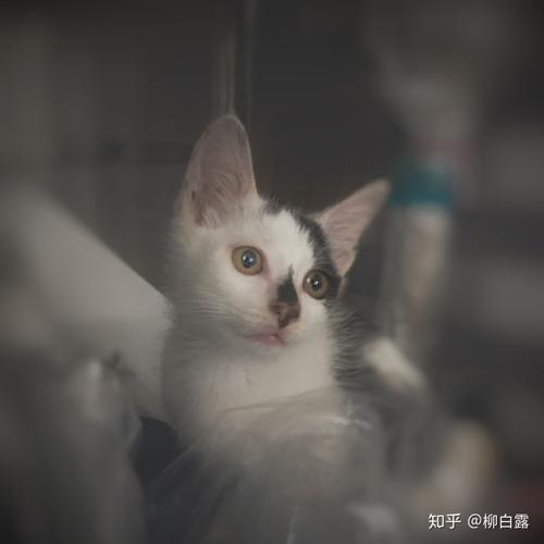 猫的抑郁症的10个前兆 猫食欲不振消瘦嗜睡