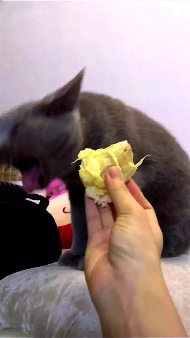 猫咪吐了是什么原因造成的(猫咪吐了怎么办)