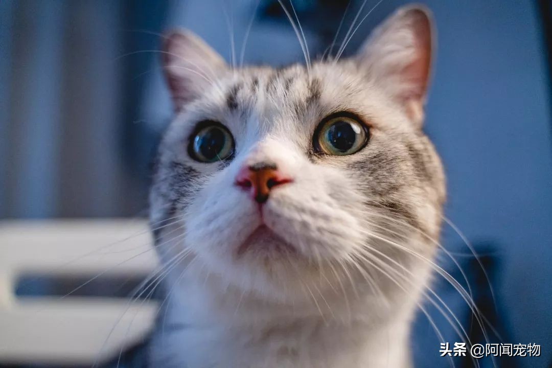 猫洗澡怎么洗(自己在家给猫洗澡怎么洗)