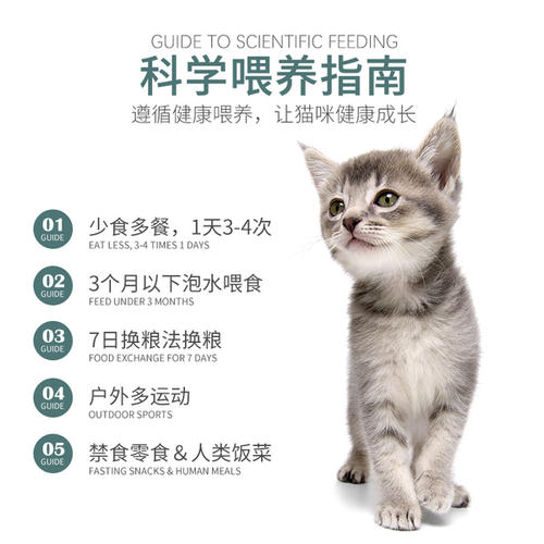 奶猫怎么过渡到猫粮 怎么引导幼猫吃东西