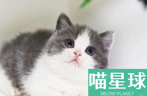 猫能吃石榴不