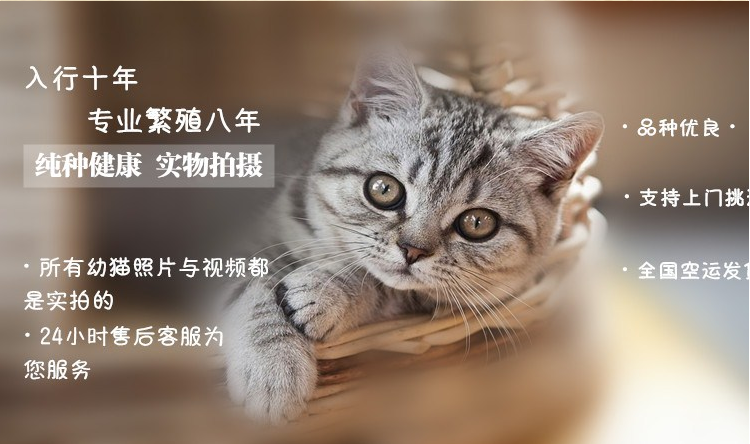 甘肃纯种英国短毛猫价格多少钱