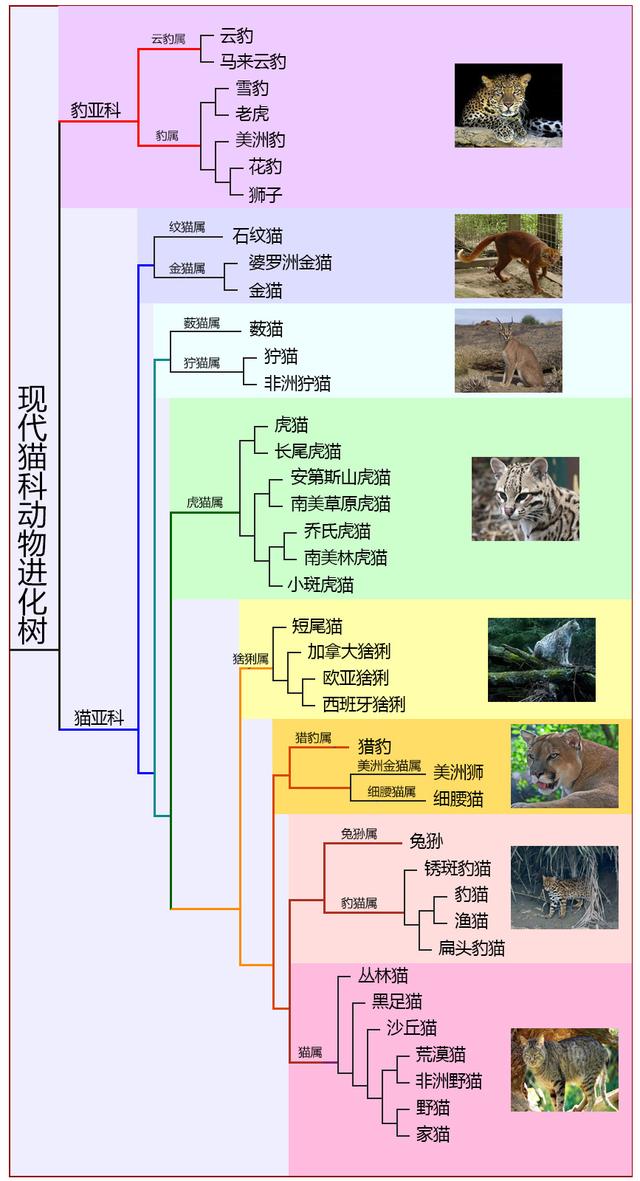 狮子是猫科还是犬科(狮子是猫科还是犬科动物)