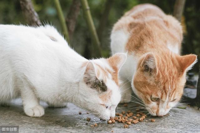 猫肠胃炎的症状用药(猫肠胃炎的症状及治疗)