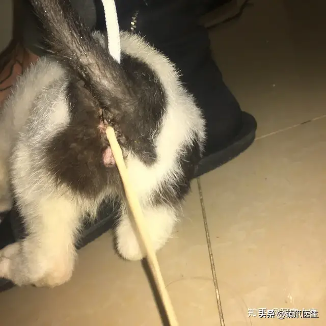 猫身上掉下的绦虫图片(猫身上掉下的绦虫怎么处理)