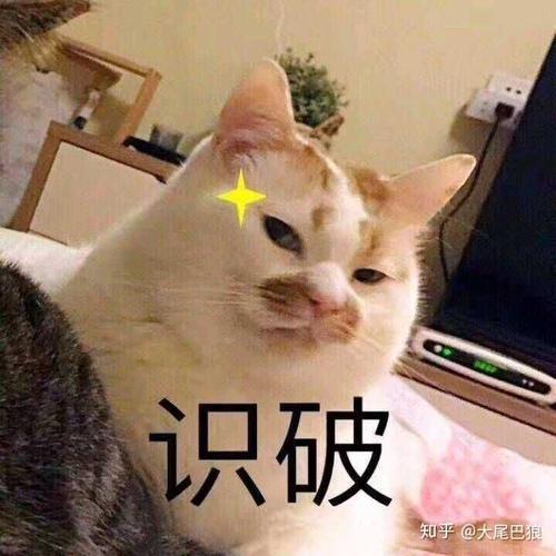 猫咪猪肉怎么做 可以煮些什么给猫咪吃