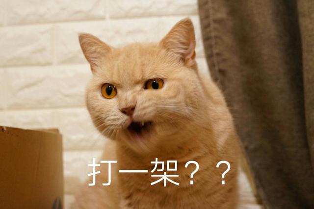 猫打架(猫打架是什么原因)