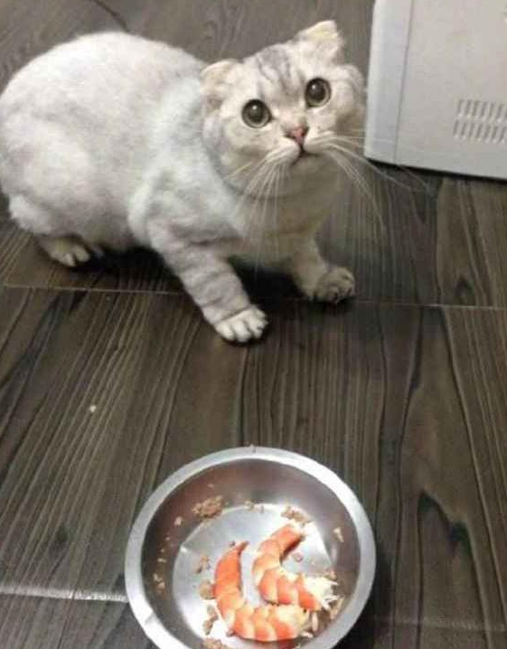 猫咪挑食不吃猫粮怎么办(猫咪挑食怎么办)