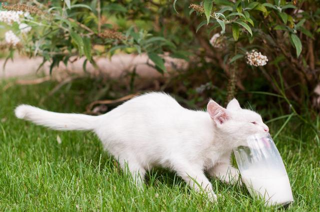 猫咪可以喝酸奶吗(猫咪可以喝酸奶吗安慕希)