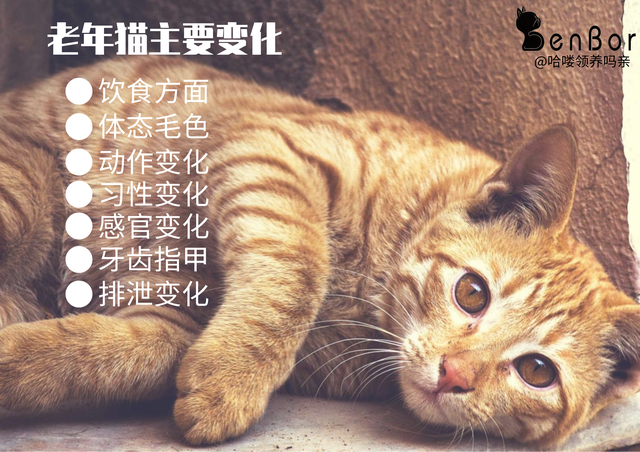 家猫的寿命最长有多长(家猫的寿命多少年)