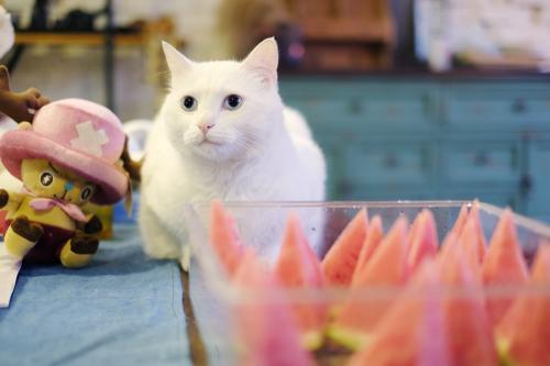 小猫吃什么食物除了猫粮(幼猫吃什么食物比较好)