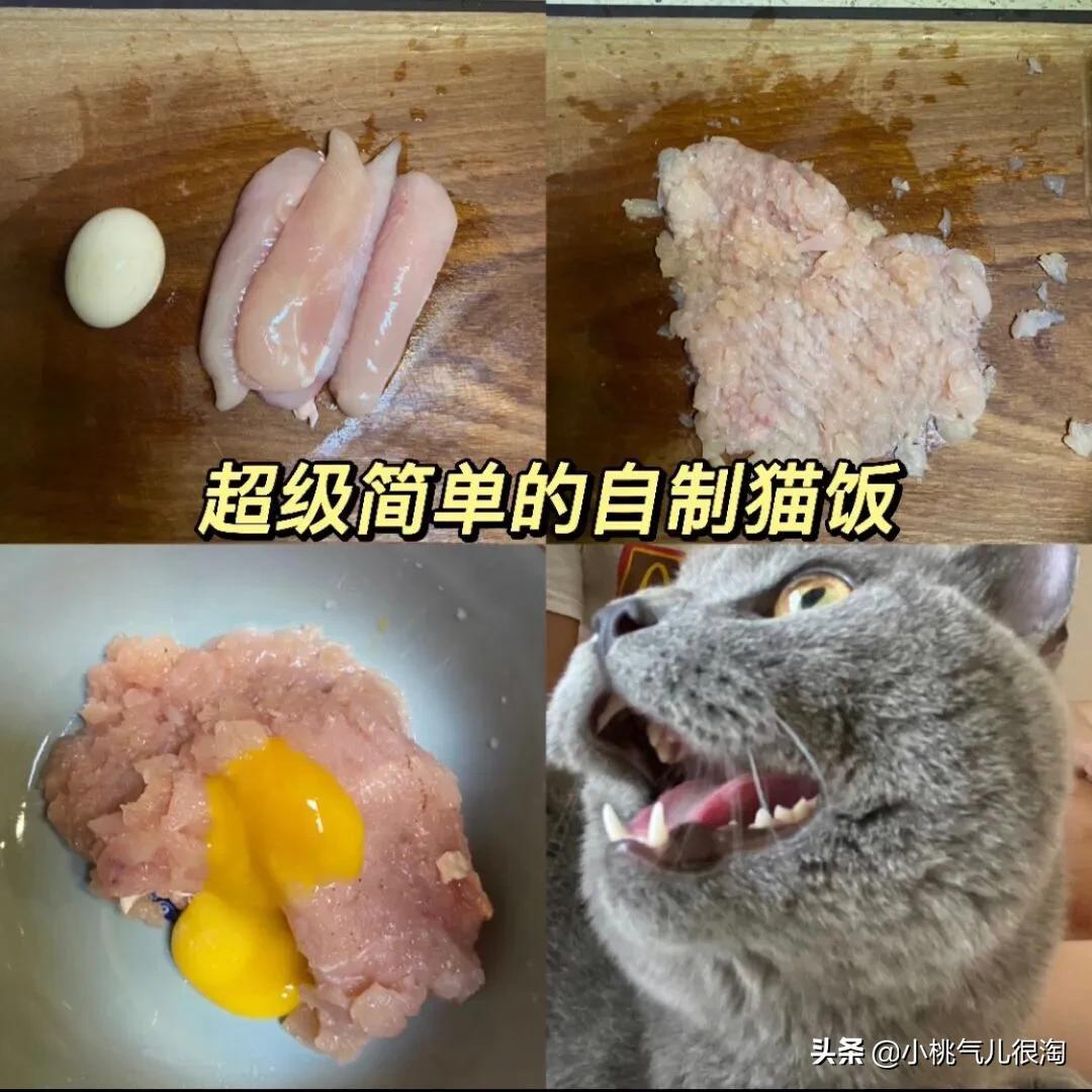 猫饭制作方法食谱(猫饭的制作方法)