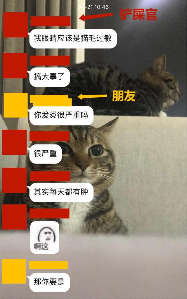 猫多大就不闹腾了(猫一般多大就不闹腾了)