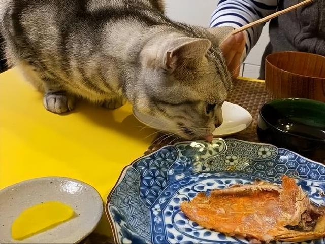 家猫和宠物猫的区别(家猫和宠物猫的区别在哪里)