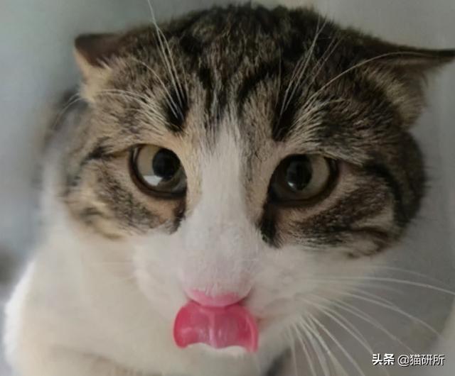 猫咪鼻子湿是怎么回事(猫咪鼻子湿是正常的吗)