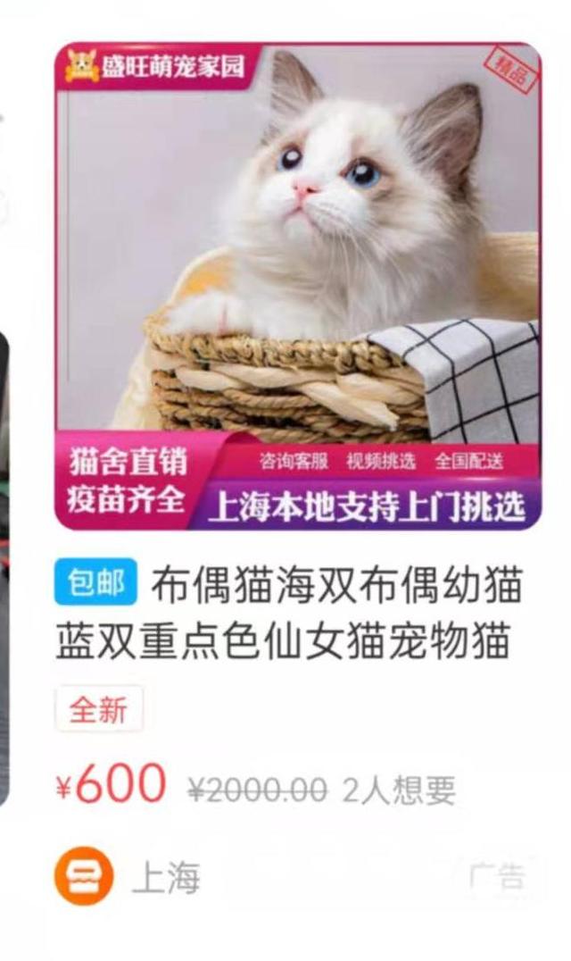 出售宠物猫上哪去卖呀(宠物猫在哪里可以卖)