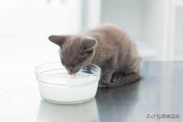 猫能吃酸奶吗(宠物猫能吃酸奶吗)