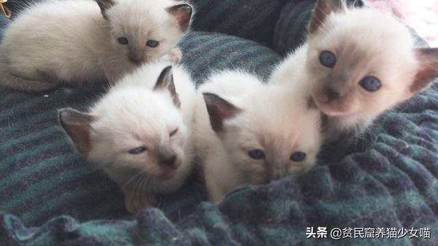 母猫喝的鲫鱼汤怎么做(猫咪下奶鲫鱼汤的正确做法)