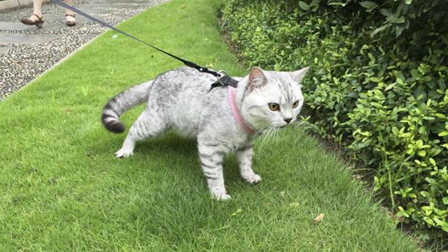 猫怎么驱虫(猫怎么驱虫体内驱虫)