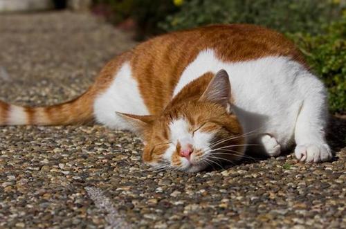 蓝猫成长阶段图 蓝猫月份成长图