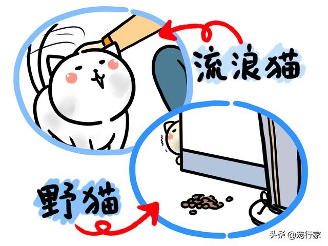 喂流浪猫吃什么(喂流浪猫吃什么比较好)