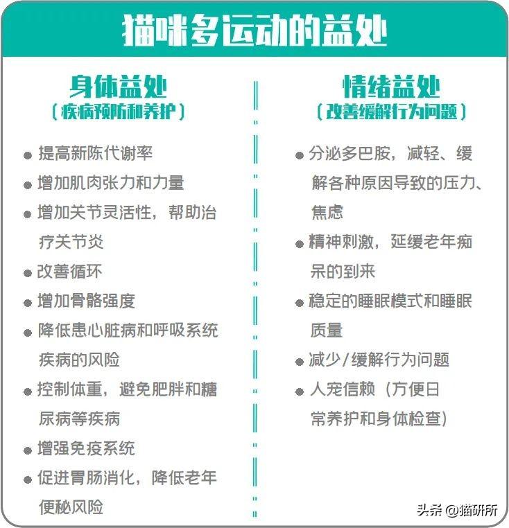 猫咪年纪越大越不爱动，正常的吗？