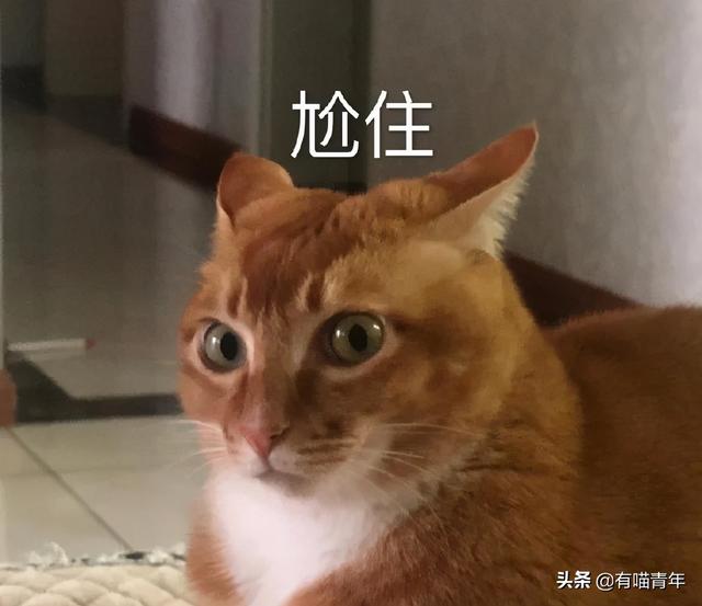 世界上最丑的猫长什么样(世界上最丑的猫图片)