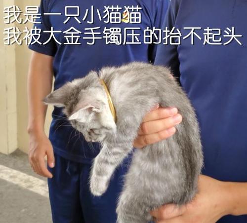 猫咪吃胶囊会卡住吗 怎么给猫咪喂胶囊型的药