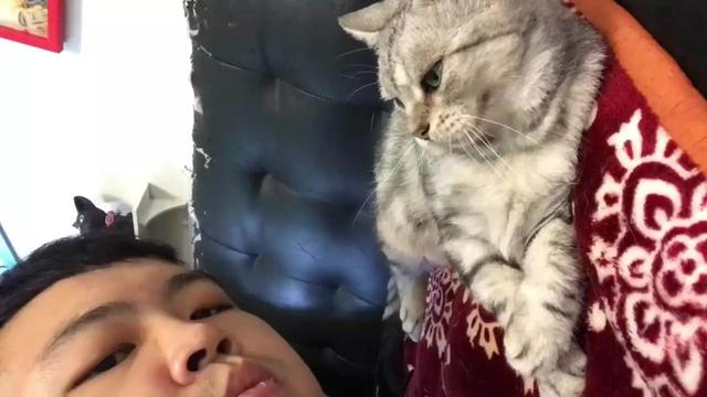 猫的胡须被剪掉会怎样(把猫的胡须剪掉会怎么样)