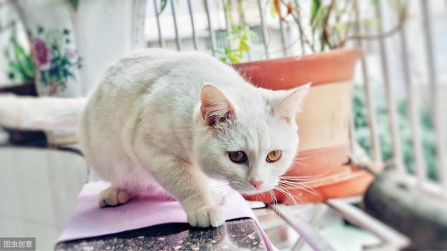 蚊香对猫咪有害吗(蚊香对猫咪有没有伤害)