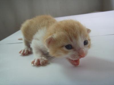 猫会无缘无故的猫瘟吗 幼猫猫瘟基本等死