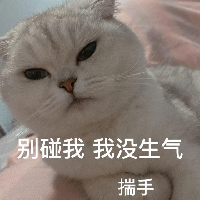 小猫表情包(小猫表情包沙雕)