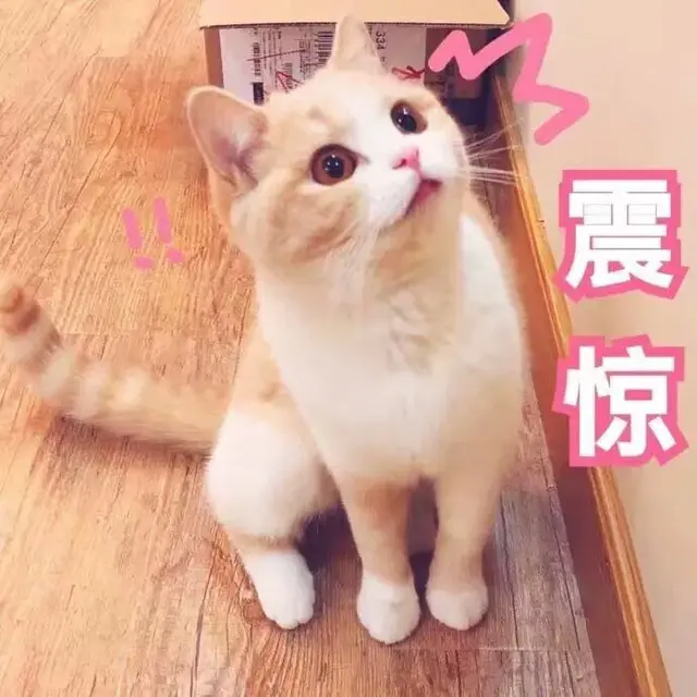 猫的应激反应(猫的应激反应怎样缓解)