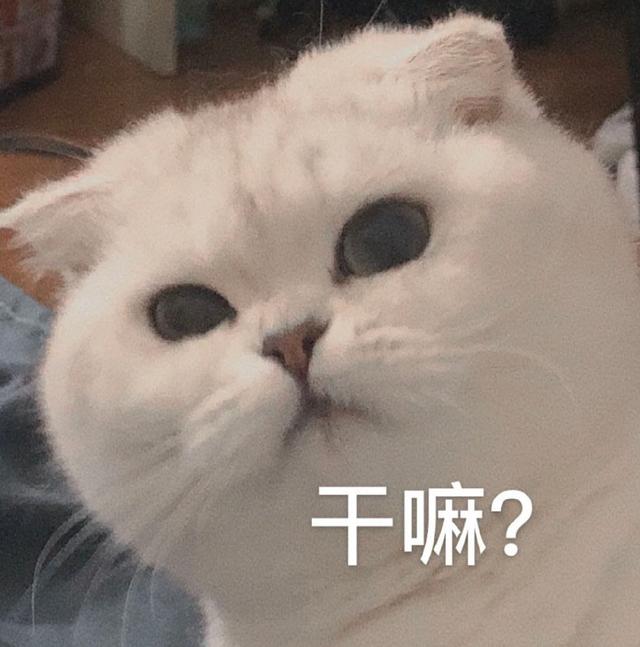 小猫表情包(小猫表情包沙雕)