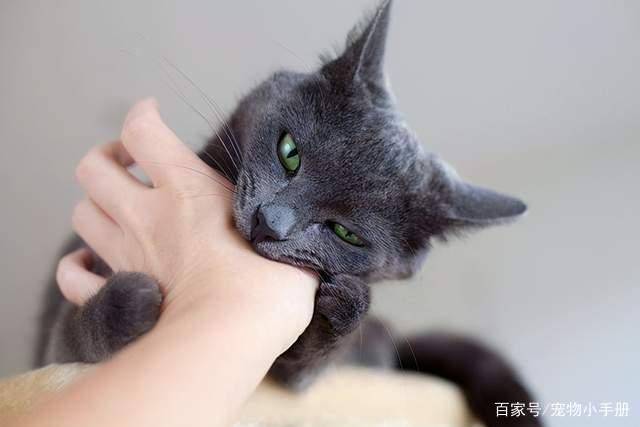 猫咪想要咬你怎么办？这5个方法让你脱离危险