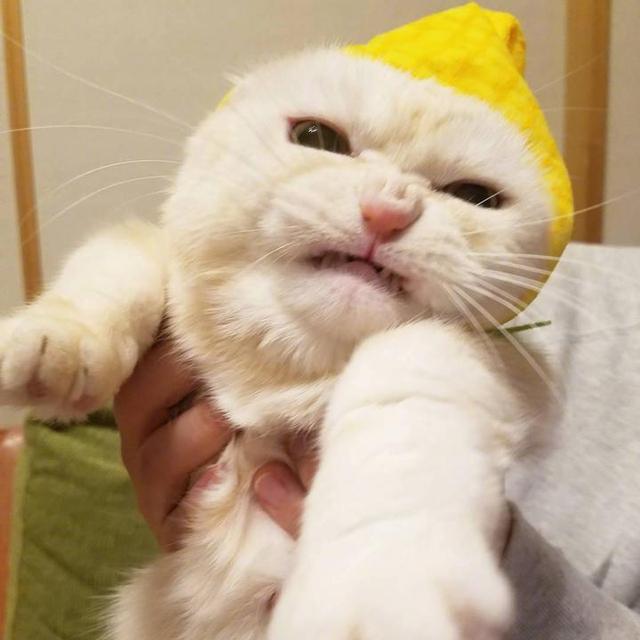 猫咪不让抱怎么办(家里猫咪不让抱怎么办)