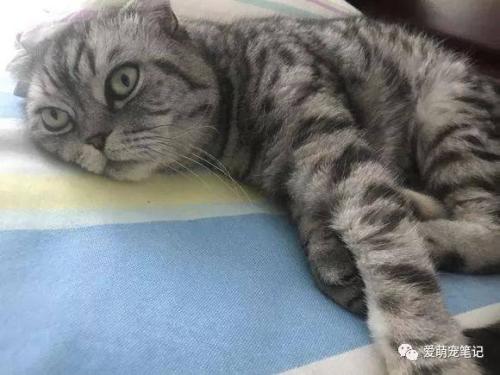 杂交折耳猫会发病吗 幼猫怎么看是不是折耳