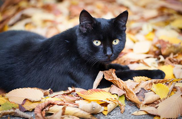 捡黑猫回家有忌讳吗(捡黑猫回家好不好)