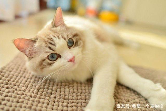 猫咪喜欢抓挠家具怎么办？这几个小措施可以补救你家的沙发！